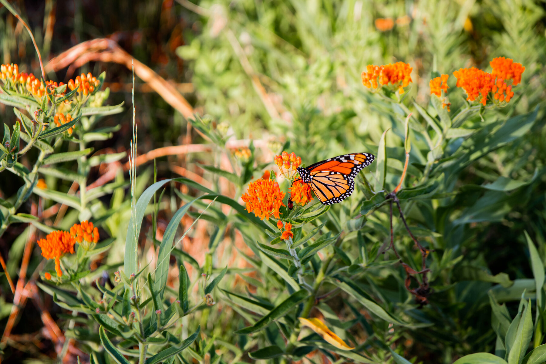 Monarch butterfly resting on orange wildflowers