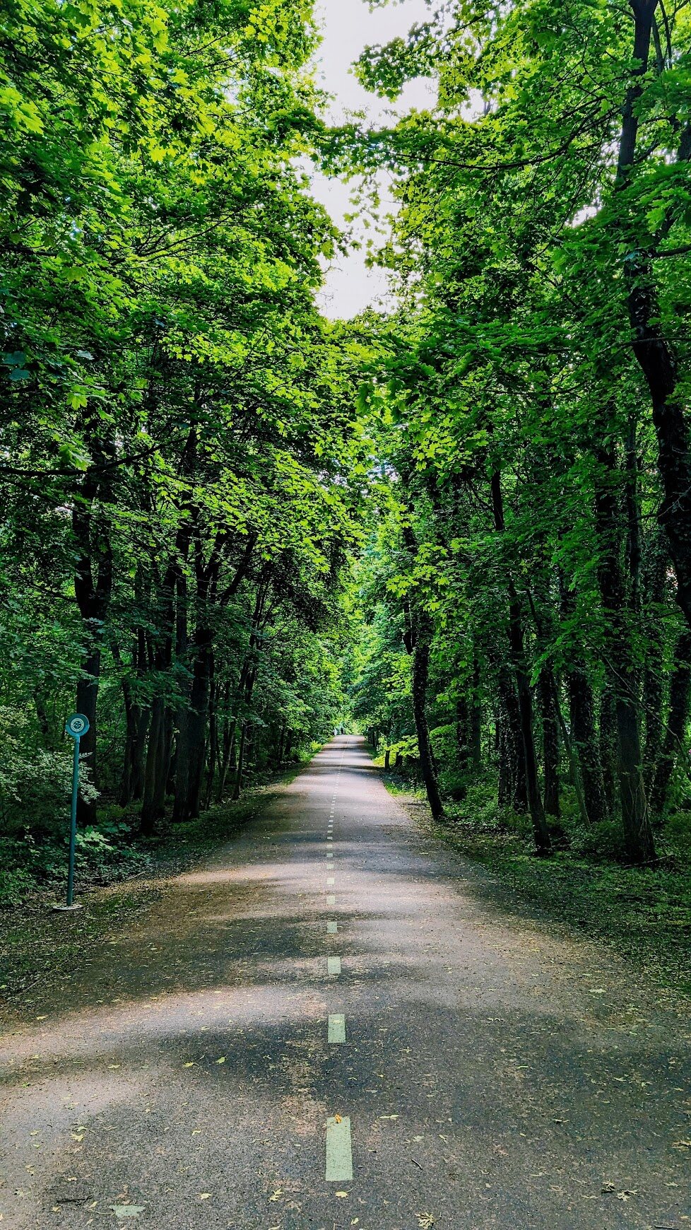 Tree-lined path cutting through a green park
