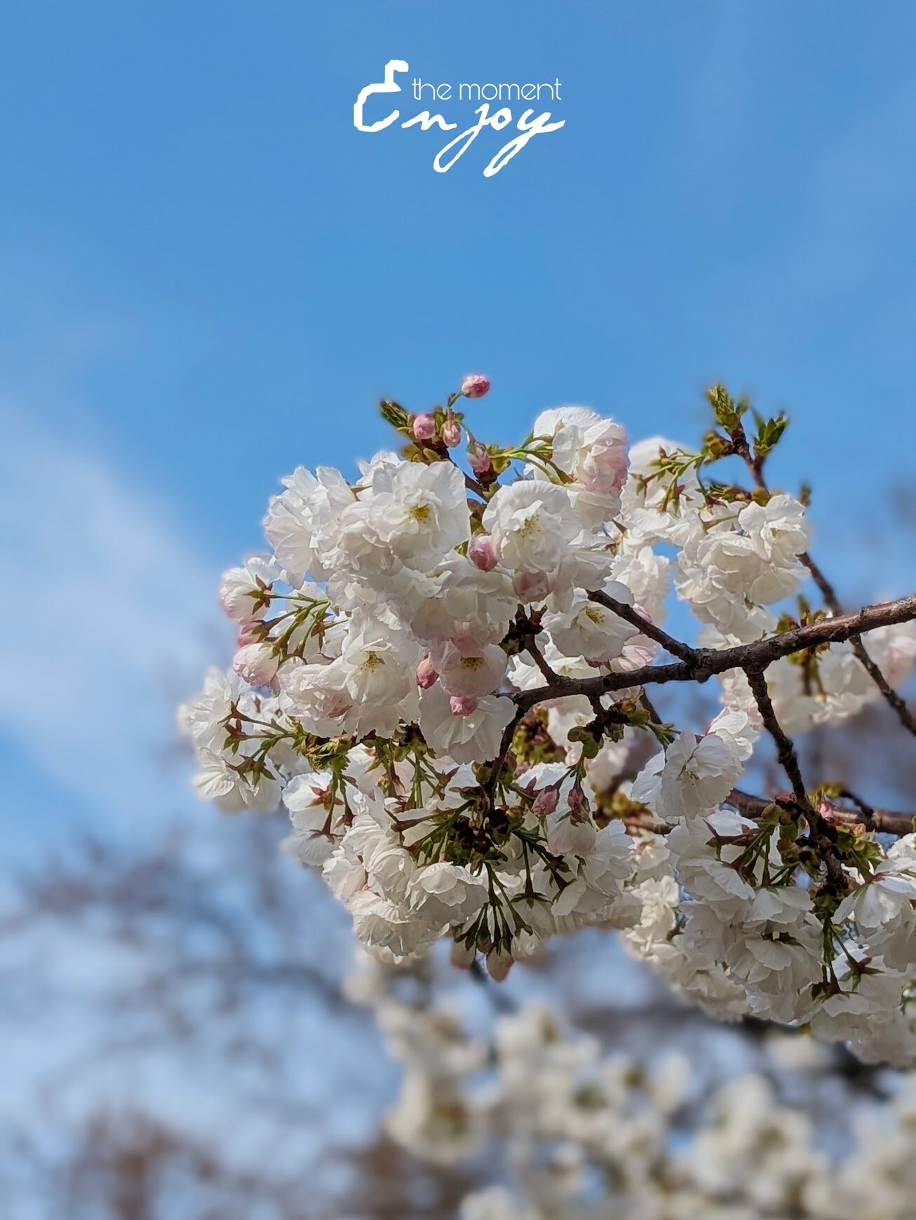 Close-up of cherry blossoms in bloom