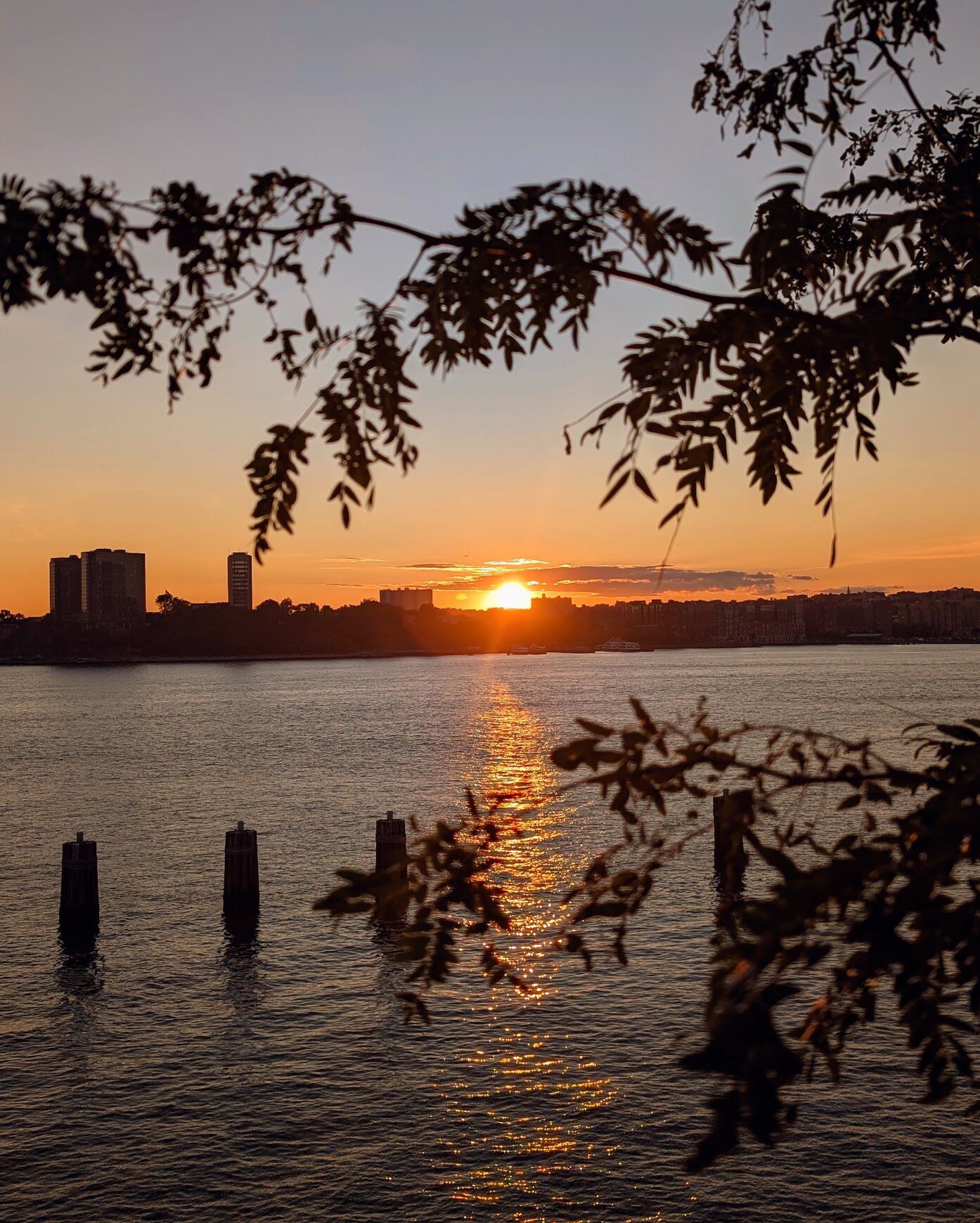 Sunset over the water framed by silhouetted branches