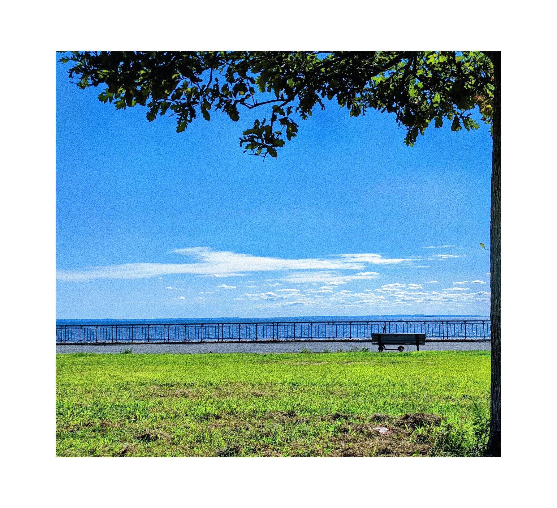 Park bench overlooking open water under a tree