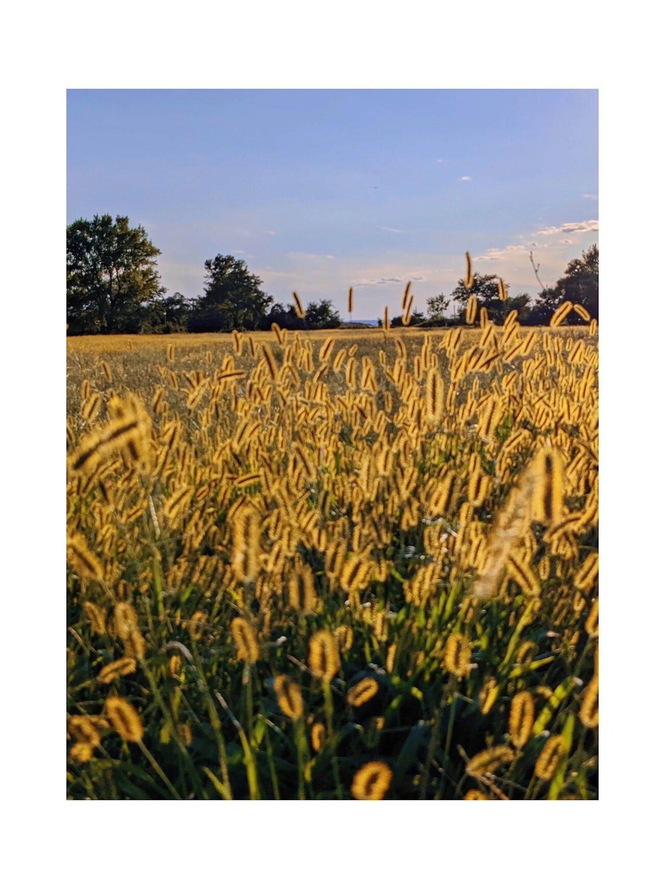 Golden grass field lit by late afternoon sun