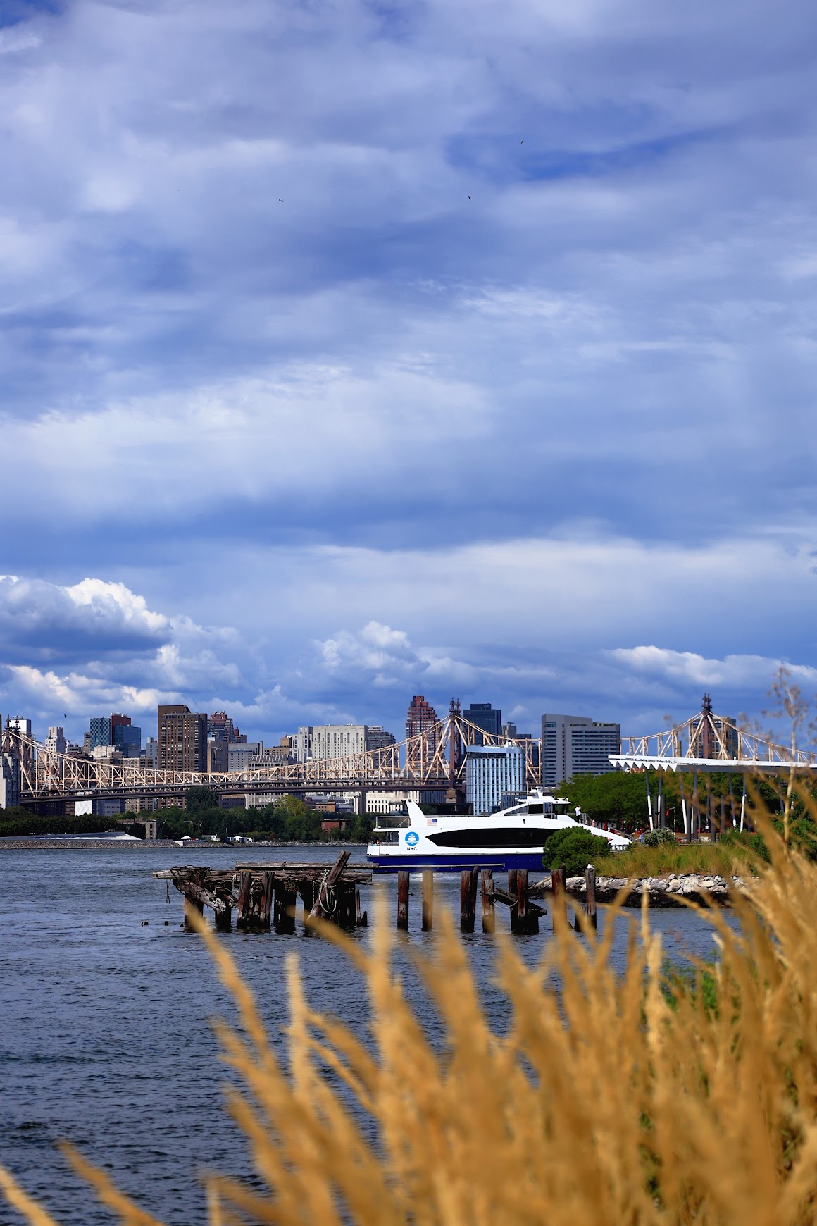 New York City skyline with a ferry passing the Queensboro Bridge, seen through tall golden grass