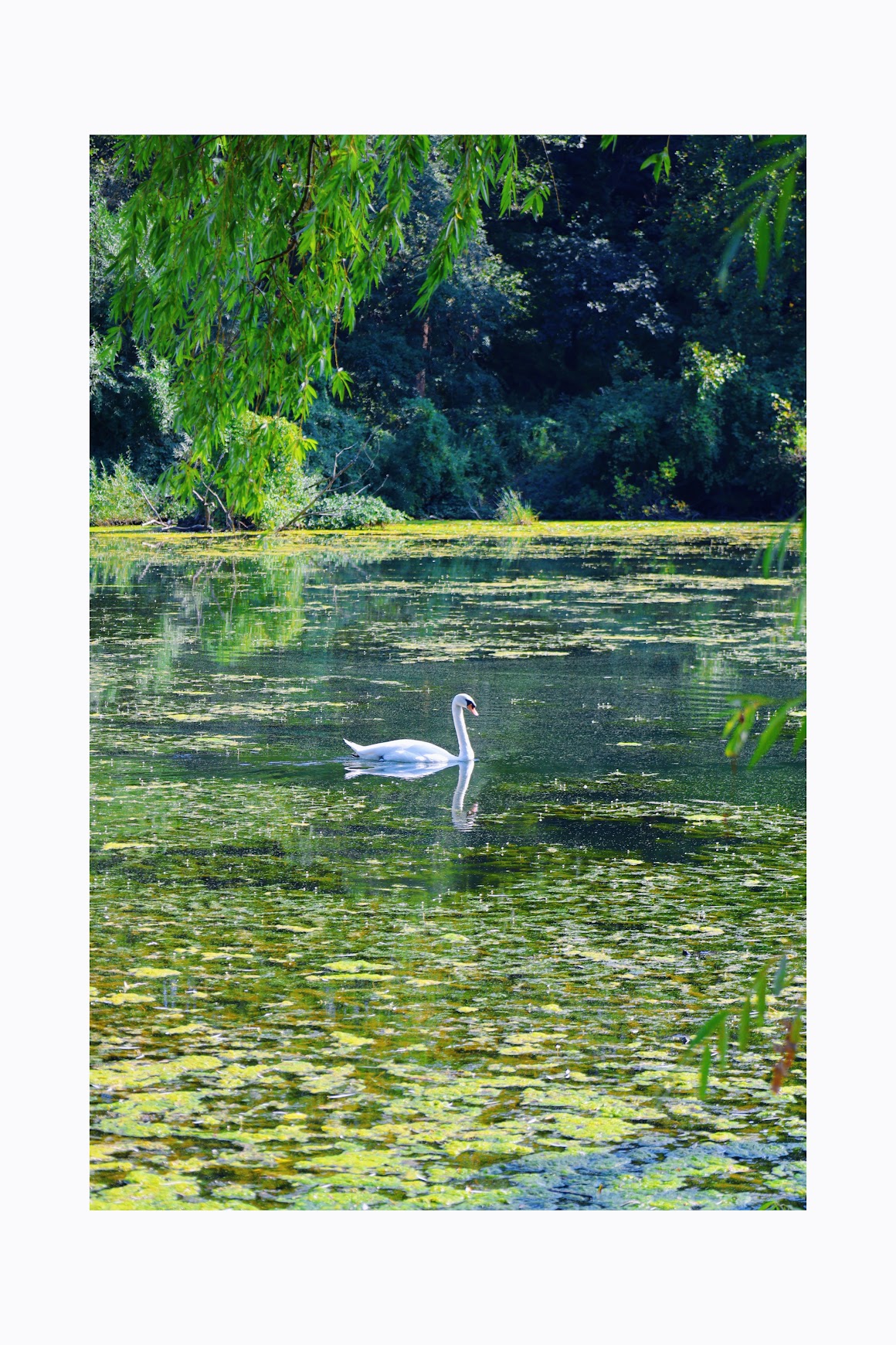 White swan gliding across a still green pond framed by willow trees