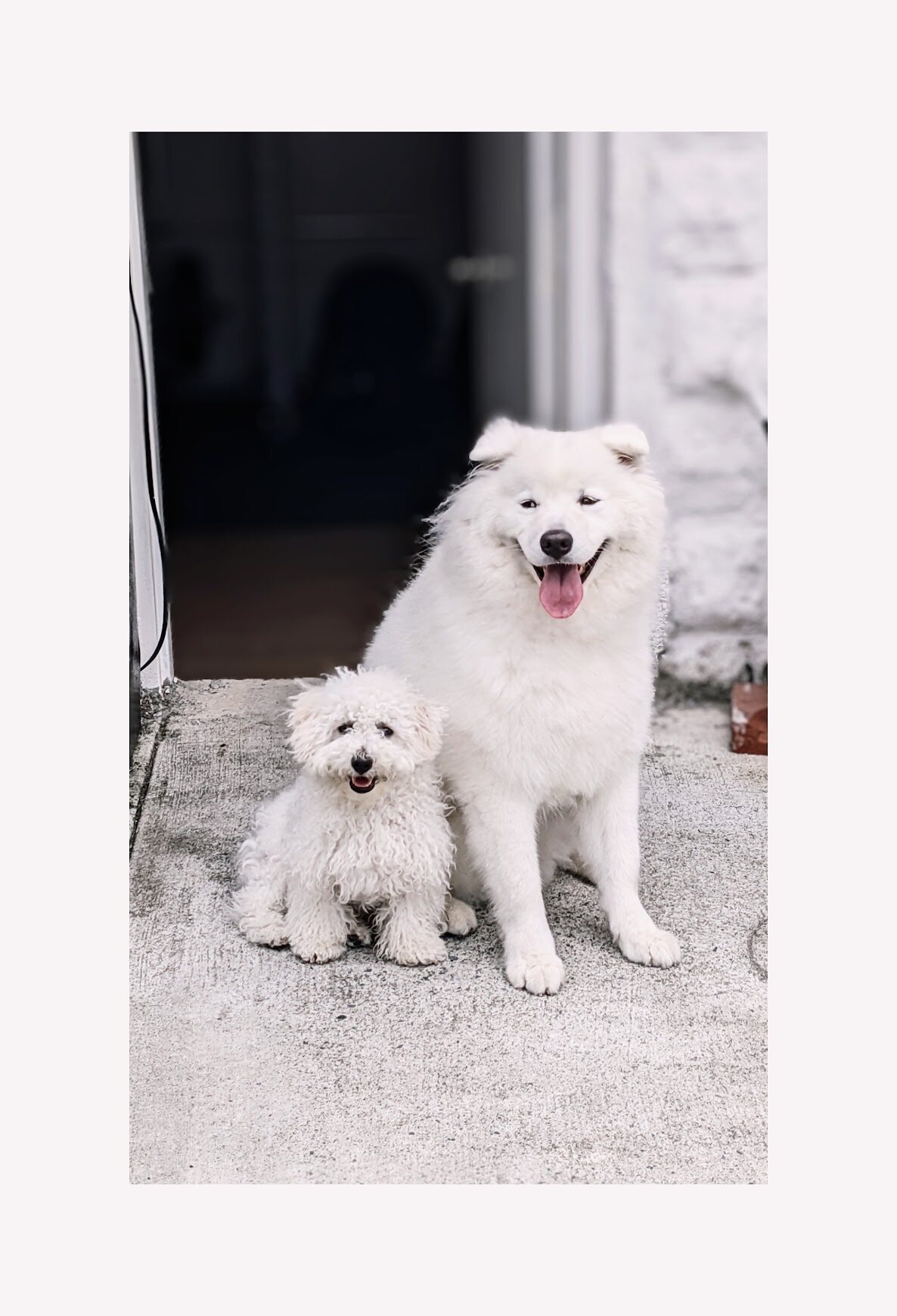Two fluffy white dogs sitting together at a doorway